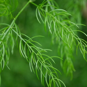 Asparagus racemosus Shatavari 20 seeds image 5