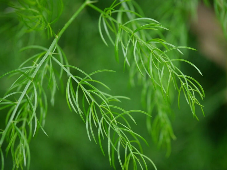 Asparagus racemosus Shatavari 20 seeds image 5