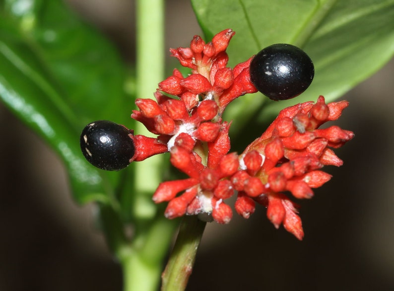 Rauvolfia serpentina Rauwolfia Snakeroot indien Devil Pepper 5 Graines image 5