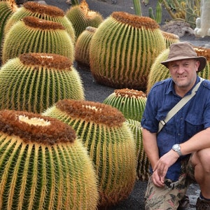 Echinocactus grusonii Golden Barrel Cactus 30 Seeds image 1