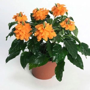 Crossandra infundibuliformis Marmolada pomarańczowa, kwiat petardy 5 nasion zdjęcie 7