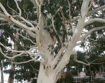 Eucalyptus Dalrympleana 50 seeds, Mountain White Gum