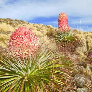 Puya weberiana 5 Semi Carmine Princess Flower MOLTO RARO immagine 3