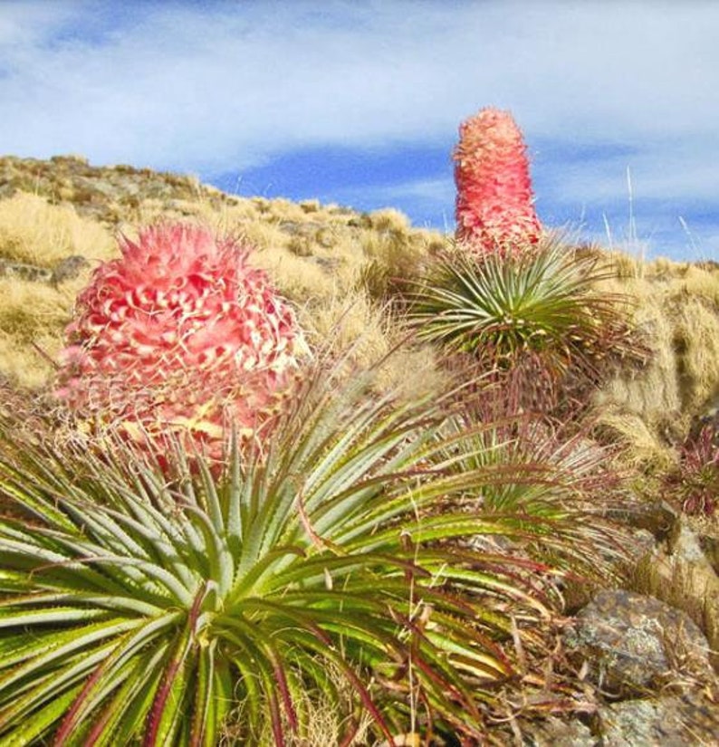 Puya weberiana 5 Semi Carmine Princess Flower MOLTO RARO immagine 3