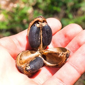 Jatropha curcas Seeds Physic Nut, Barbados Nut 5 seeds image 8