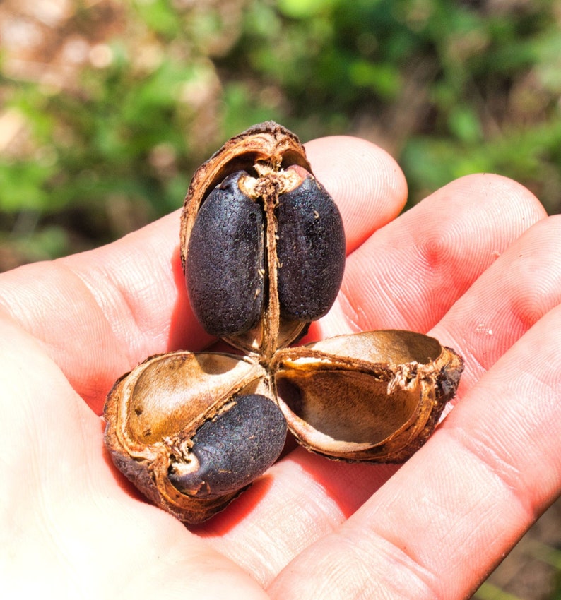 Jatropha curcas Seeds Physic Nut, Barbados Nut 5 seeds image 8