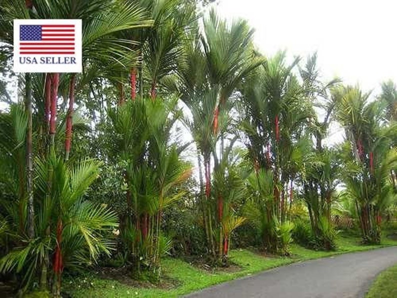 10 Lipstick Palm Lakka Palm Red Palm Sealing Wax Palm Seeds Etsy
