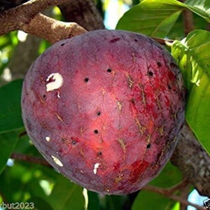 Annona Reticulata Custard Apple Chirimoya Corazón 10 SEEDS For Planting Wild Sweetsop, Soursop and Bullock's Heart image 1