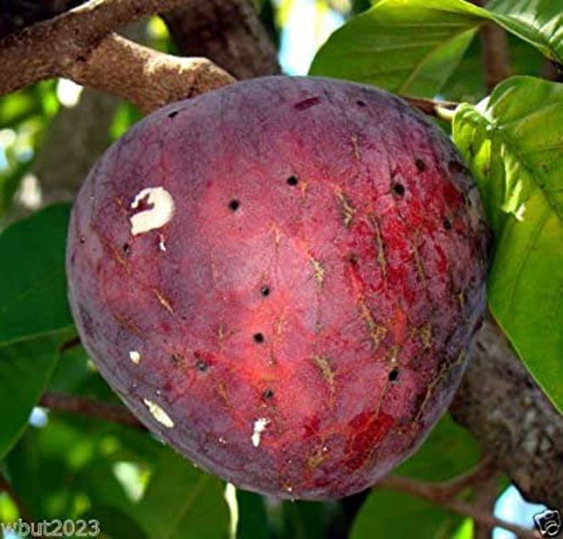 Annona Reticulata Custard Apple Chirimoya Corazón 10 SEEDS For Planting Wild Sweetsop, Soursop and Bullock's Heart image 1