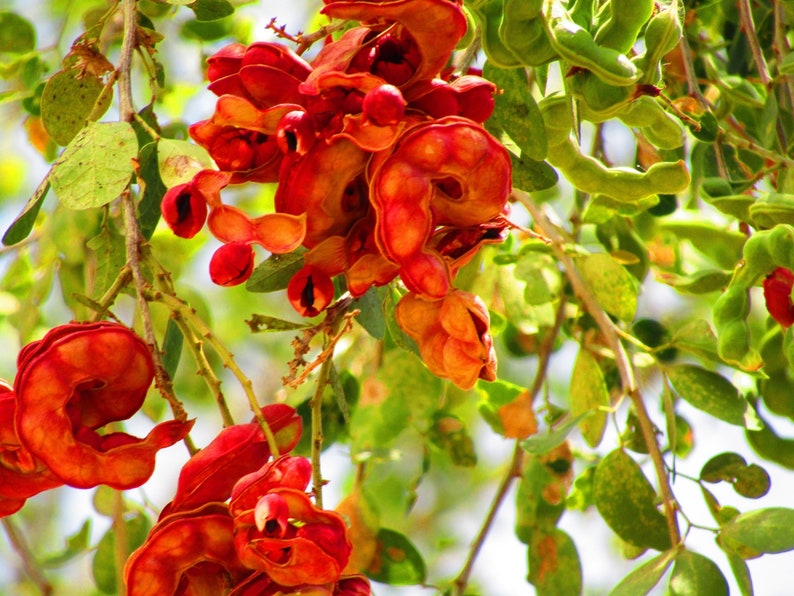 Pithecellobium dulce Madras Thorn Manilla Tamarind 10 Seeds image 1