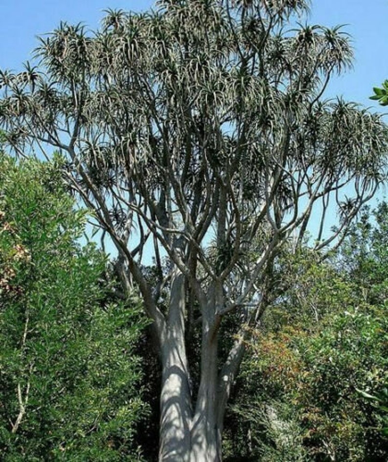 Aloe Barberae Seeds Tree aloe tree, giant baby of africa 5 Fresh Seeds image 8
