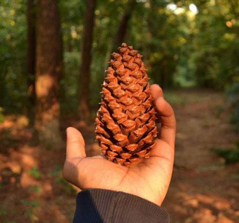 Pinus Kesiya Pinus insularis, Pine Cones, Pinus khasia, khasyana 20 Seeds image 8