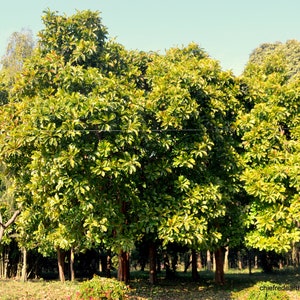 Dillenia indica Elephant Apple Tree, Chalta, Indischer Rosenapfel 10 Seeds image 7