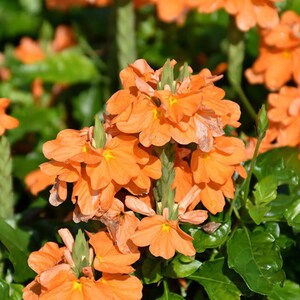 Crossandra infundibuliformis Marmolada pomarańczowa, kwiat petardy 5 nasion zdjęcie 4