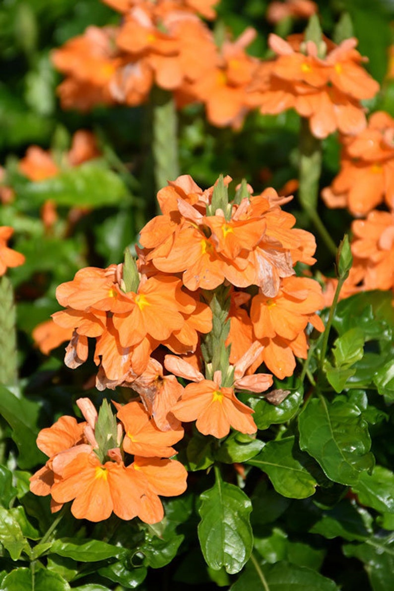 Crossandra infundibuliformis Marmolada pomarańczowa, kwiat petardy 5 nasion zdjęcie 4