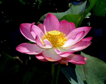 Nelumbo nucifera Pink - Pink Sacred Lotus ** Real Seeds ** VERY RARE ** 5 Seeds