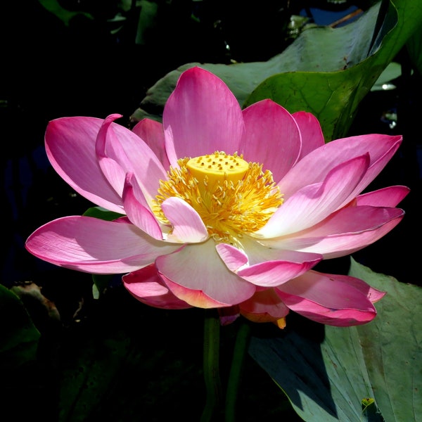 Nelumbo nucifera Pink - Pink Sacred Lotus ** Real Seeds ** VERY RARE ** 5 Seeds