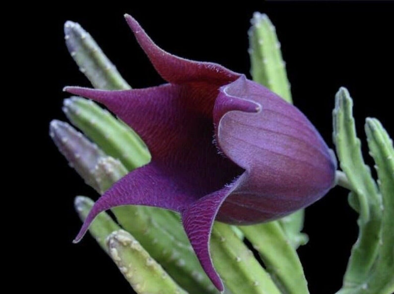 Stapelia leendertziae Black Bells Leendertz's Carrion Flower 10 Seeds image 6