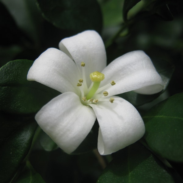 Murraya Paniculata - Orange Jasmine - Extremely Fragrant Flowers jocad - 5 Seeds