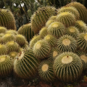 Echinocactus grusonii Golden Barrel Cactus 30 Seeds image 2