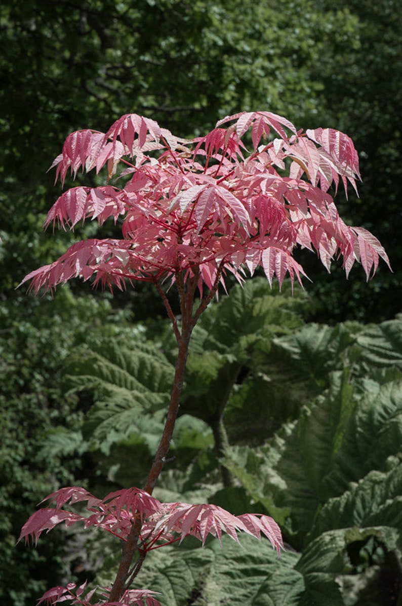 Toona Sinensis var. FLAMINGO Chinese toon, Chinese mahogany 30 Seeds image 6