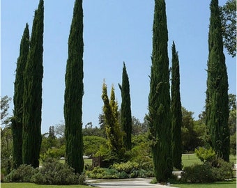 Cupressus sempervirens Stricta Ciprés Macho Mediterráneo - 50 Semillas