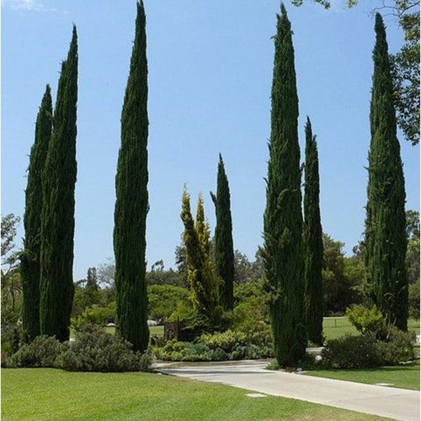 Cupressus sempervirens Stricta Cypress Male Mediterranean - 50 Seeds