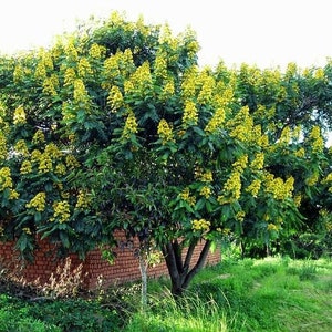 Senna Siamea 20 Seeds, Cassia siamea, Thailand Flowering Shower Tree USA image 4