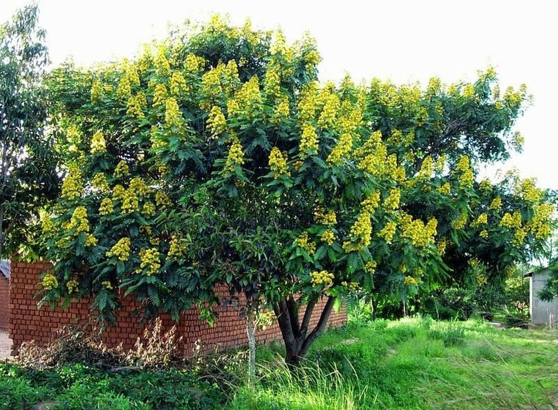 Senna Siamea 20 Seeds, Cassia siamea, Thailand Flowering Shower Tree USA image 4