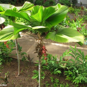 Licuala grandis Ruffled Fan Palm thailand Vanuatu Fan Palm, Palas Palm image 3