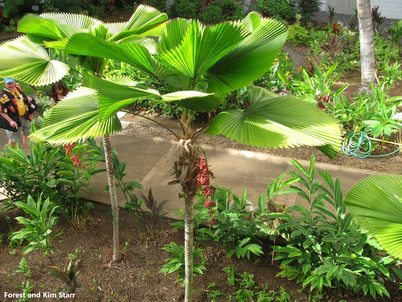 Licuala grandis Ruffled Fan Palm thailand Vanuatu Fan Palm, Palas Palm image 3