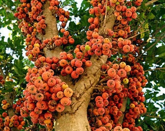 Ficus sycamorus 6 Seeds - Sycomore Fig - Fruit Tree Seeds