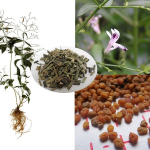 King Of Bitters, Green chiretta Andrographis paniculata 20 Seeds image 1