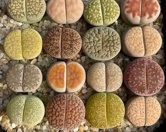 5-10-15pc lithops living stones .rare succulents.each plant size (0.5-0.7)inch.random mix.bare root shipping.read description