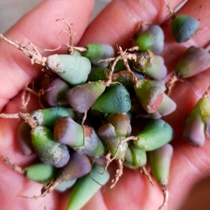 baby lithop.rare succulents.living stones (0.2-0.3 inches )hand pick colorful guarantees.bare root shipping  .read description