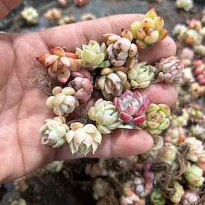 5-10 piece Echeveria agavoides .malgans.elegans hybrid baby rare succulents.read description