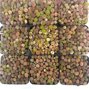 Baby Lithops Living Stones | 50-70 pcs in 2” Pot | Rare Mix Succulents | Easy Care Indoor Plants | Please Read Description Before Purchase