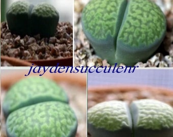 20 seeds- Lithops malachite （孔雀石）Exotic Lithops Plant Seeds / Green Lithops Plant...