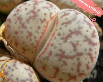 20 seeds- Lithops ”pseudotruncatella ”C68 （曲玉）Exotic Lithops Plant Seeds /