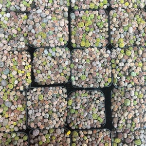 May include: Overhead shot of multiple small square black pots filled with living stone plants. The plants have rounded, pebble-like leaves in shades of green, brown, and gray. The pots are arranged in a grid pattern.