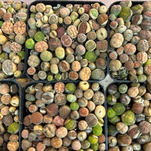 Baby Lithops Living Stone Succulents - Full 2" Pot