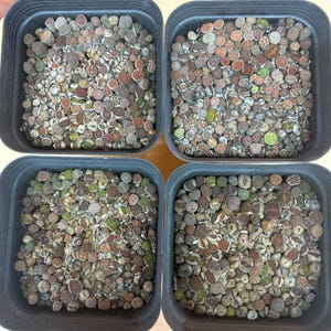 Rare  Rainbow cake one half years old baby lithops colorful mix.pot size 4”inches)has 180-220pieces. shipping with soil