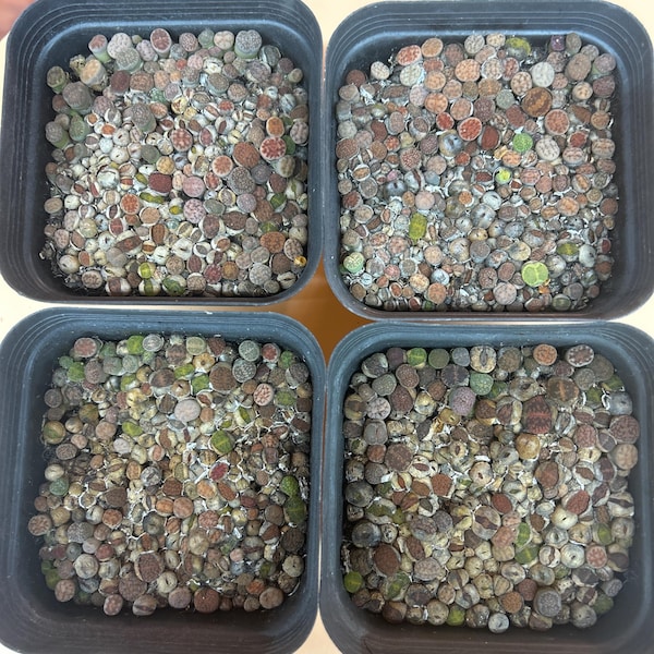 Rare  Rainbow cake one half years old baby lithops colorful mix.pot size 4”inches)has 180-220pieces. shipping with soil