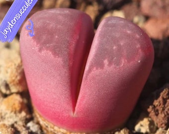 20 seeds- Lithops “rubra “F3(红大内）Exotic Lithops Plant Seeds /