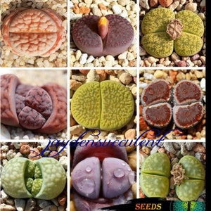SEEDS- Lithops Color living stones MIX 50-100 -500-5000 seeds