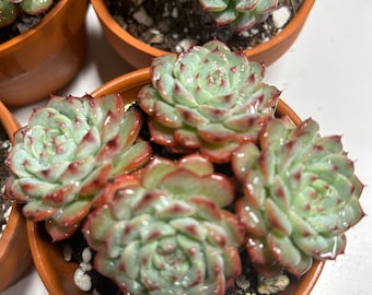 Echeveria minima hyb 'Roid‘cluster with strong old stems.bare root shipping