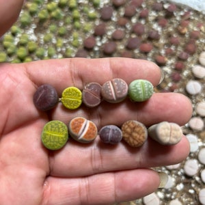 10–20-30pc baby lithop .rare succulents.living stones (l0.4-0.5”inch)hand pick colorful guarantees.bare root shipping  .read description