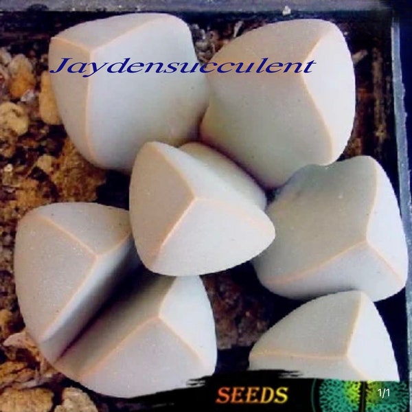 20 seeds- Aizoaceae -Lapidaria margaretae （魔玉） / Exotic Lithops Plant Seeds