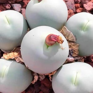 1 pc live Plant- “Conophytumcalculus “plant size about 0.35”inch =8mm