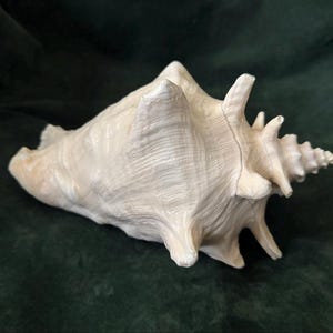 May include: A large, off-white conch shell featuring a textured, ridged surface with prominent, pointed spikes extending from the body and a spiraled, tapering tip. The shell displays natural variations in its cream-colored exterior.